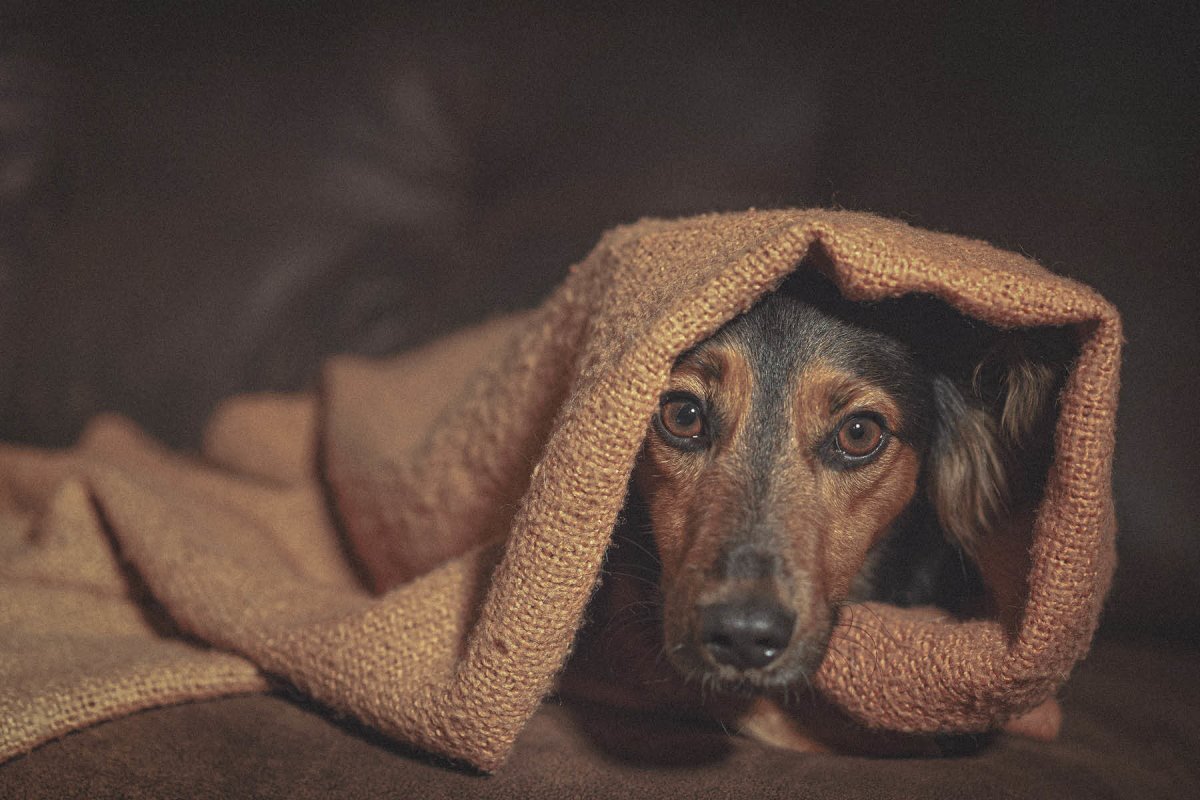 10 GrĂĽnde, warum Hunde zittern - AniForte