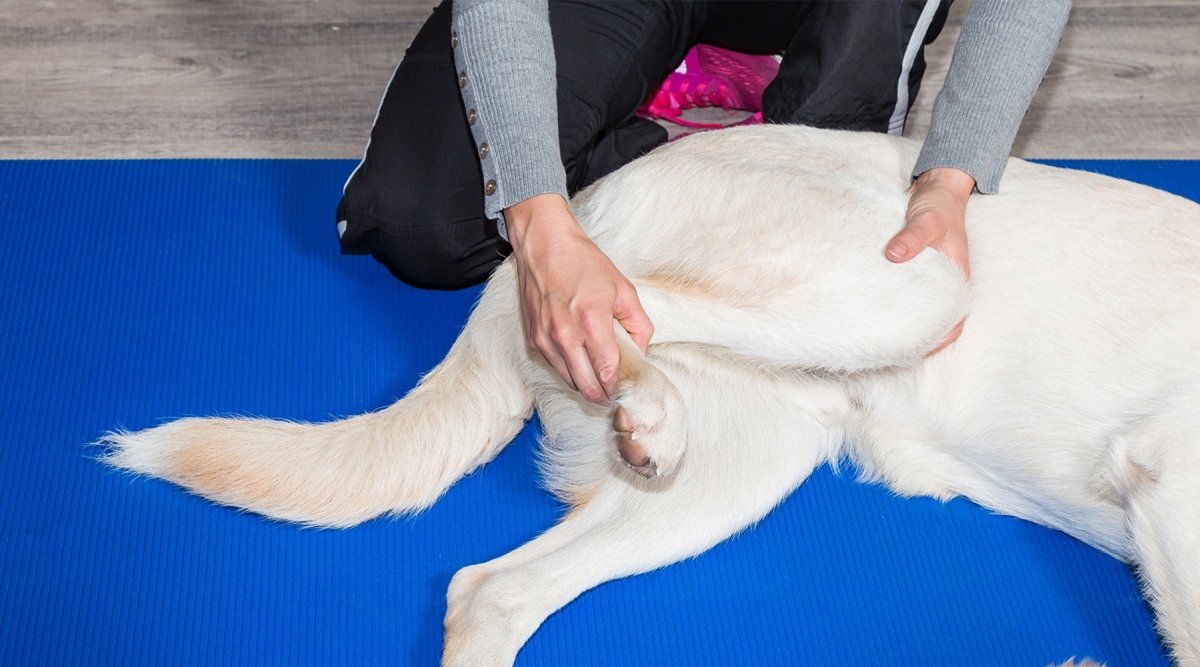 Arthrose beim Hund - Wenn die Gelenke schmerzen - AniForte