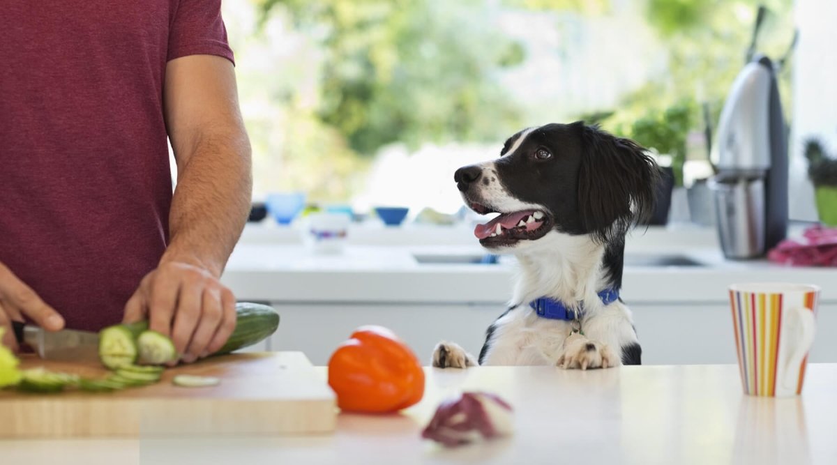 DĂĽrfen Hunde Paprika essen? - AniForte