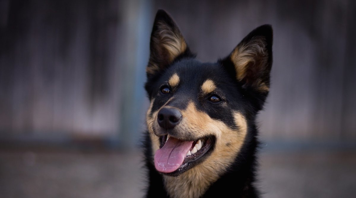 Rasseportrait Australian Kelpie - AniForte