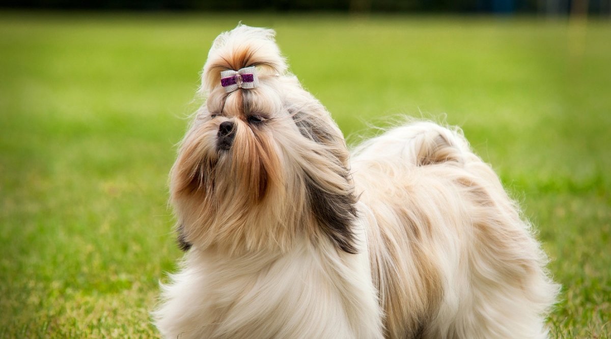 Rasseportrait Shih Tzu – Ein kleiner Mönch auf Abwegen - AniForte