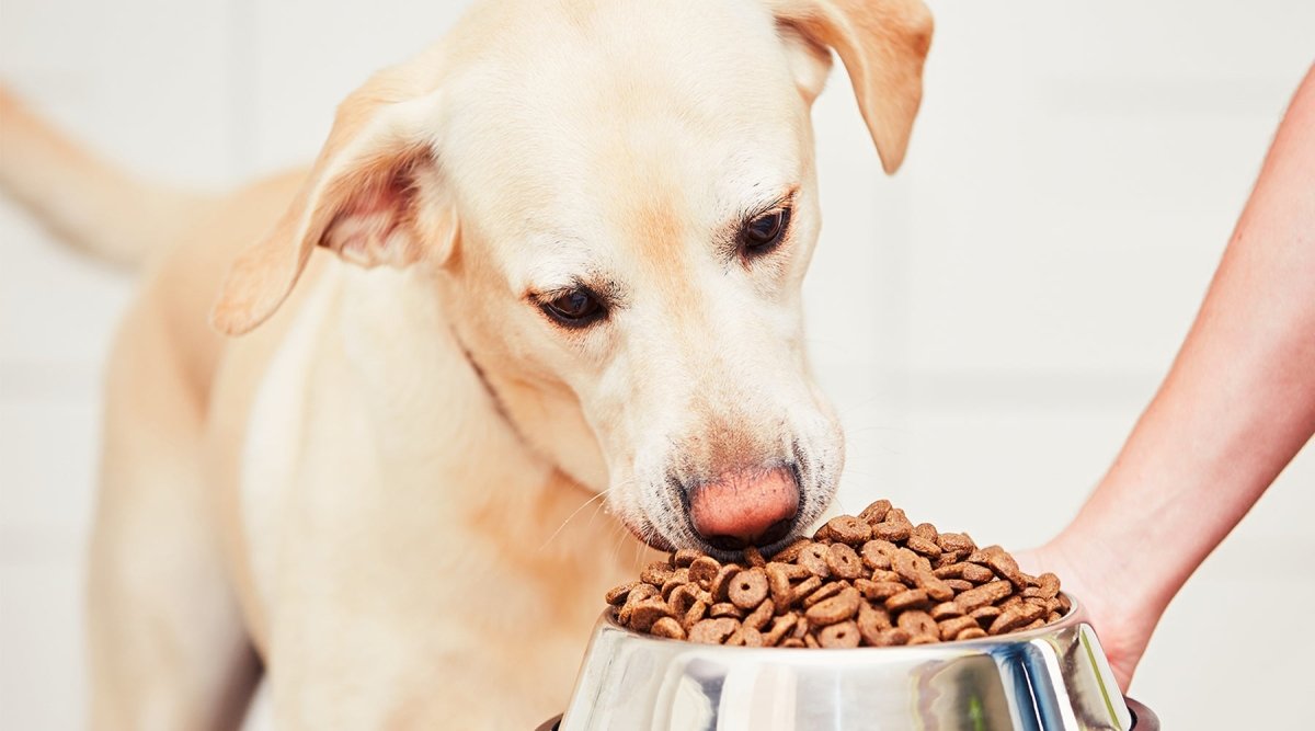 Wenn der Hund zu schnell frisst - Tipps fĂĽr besorgte Hundehalter - AniForte