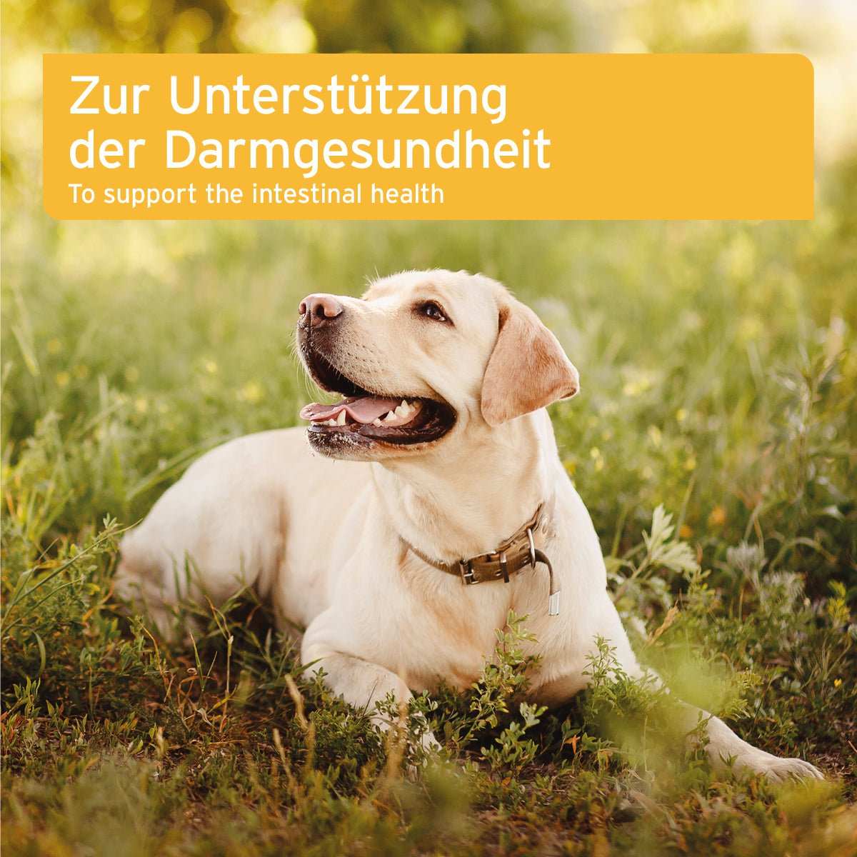 AniForte® plus Probiotikum Tabs für Hunde, Darmgesundheit unterstützen, Probiotika und Präbiotika, Bild eines glücklichen Hundes in der Natur.