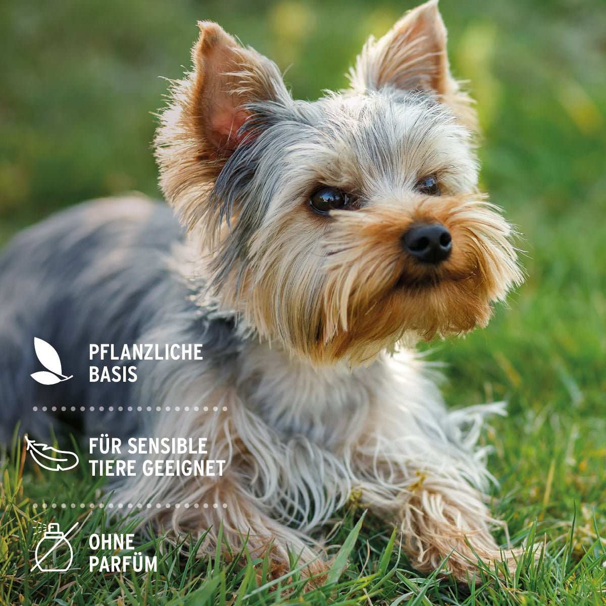 Kleiner Terrier auf grüner Wiese.