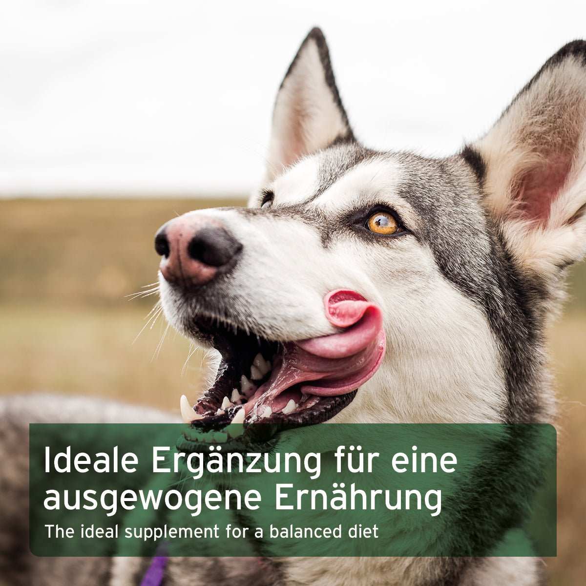 Husky auf Feld.