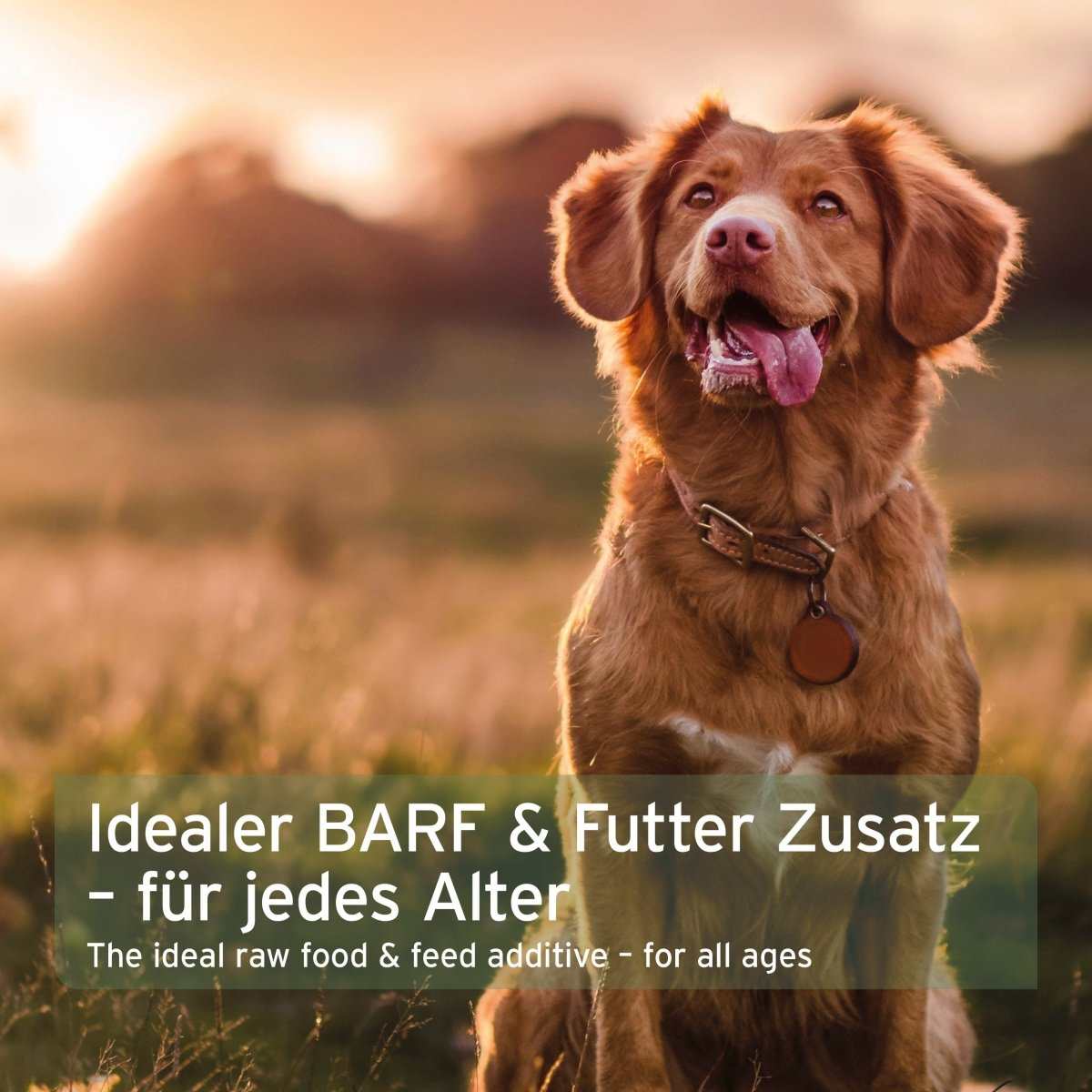 Bio BARF-Püree für Hunde – Süßkartoffel & Birne in Bio-Qualität, idealer Futtermittelzusatz.