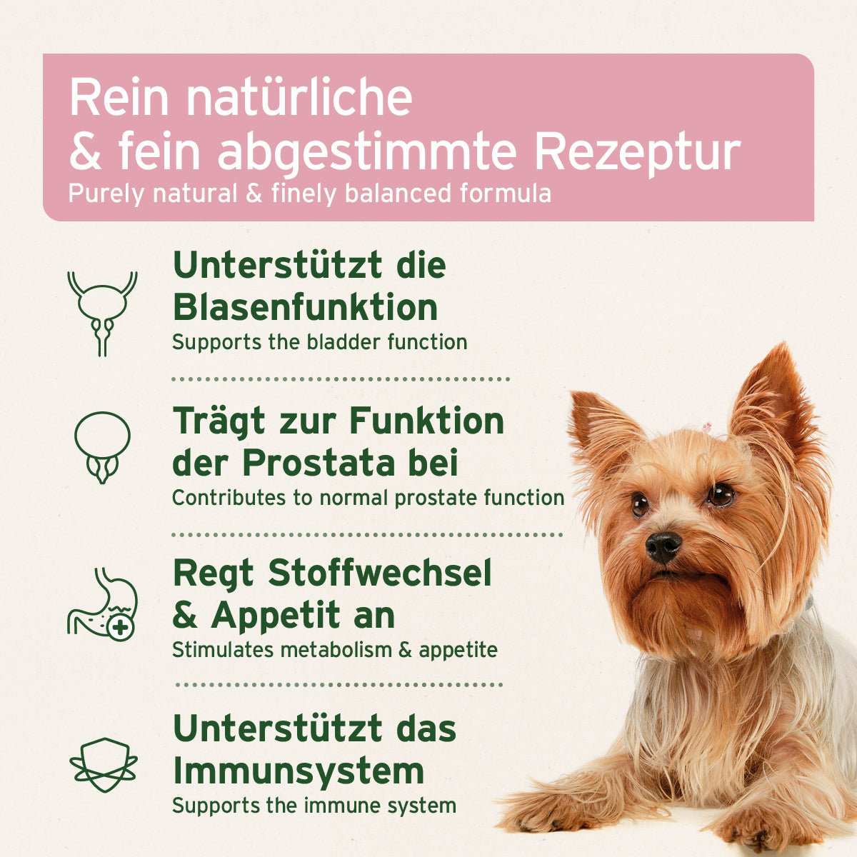 Informationen zum Produkt Blasen-Formel zur Unterstützung von Blasenfunktion, Prostata, Stoffwechsel und Immunsystem. Mit braunem Hund auf hellem Hintergrund.