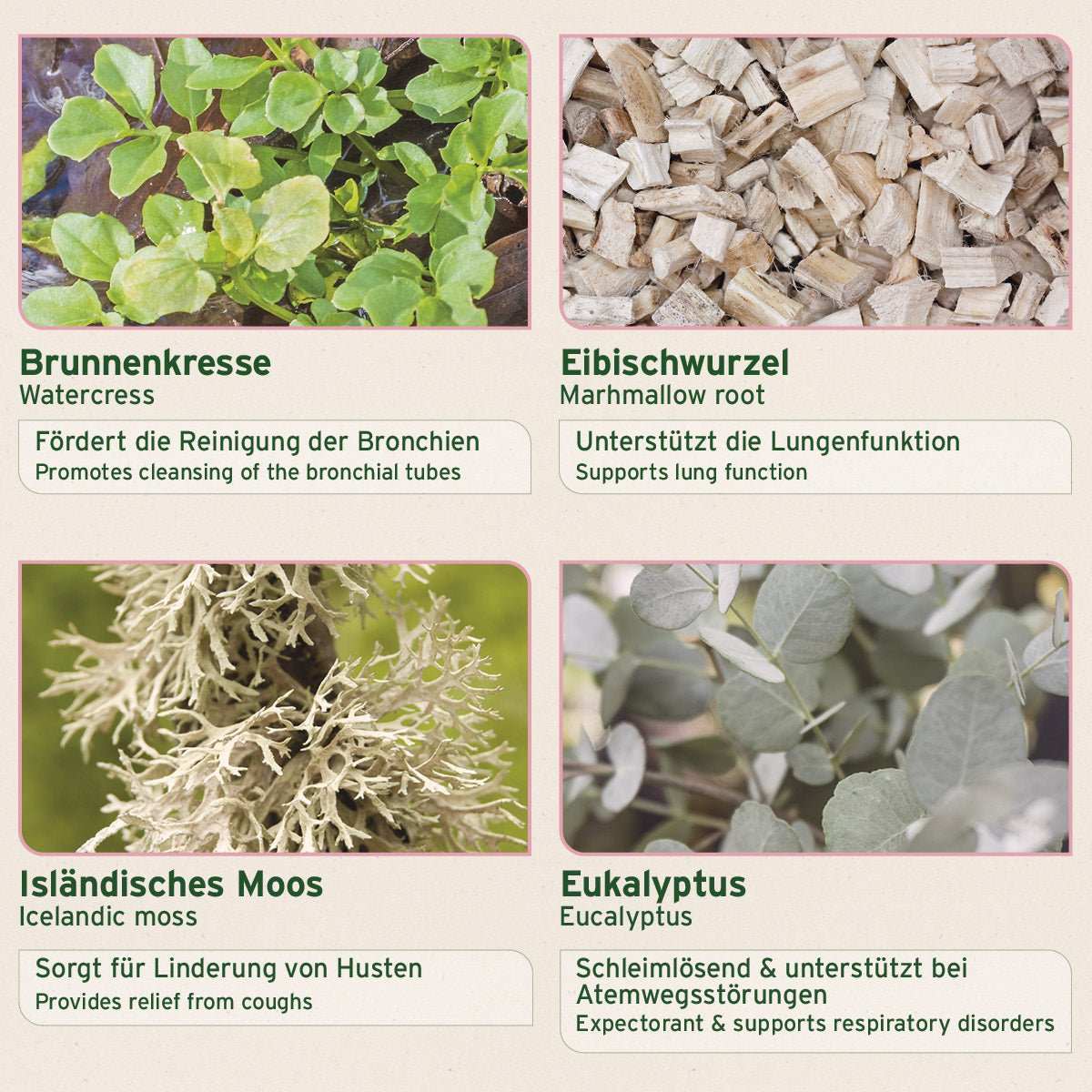 Bronchial Kräuter für Pferde mit Eibischwurzel, Eukalyptus, isländischem Moos und Brunnenkresse zur Unterstützung der Atemwege.
