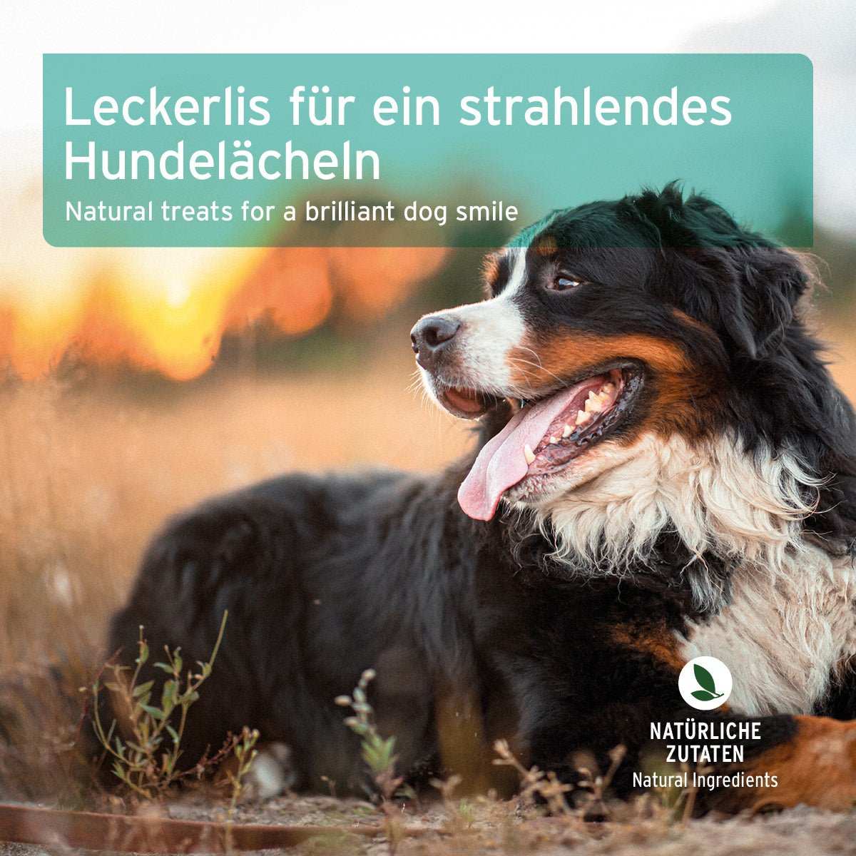 Infobox Denta-Snack für Hunde, natürliche Mundhygiene, getreidefrei, pflegt Zähne, frischer Atem, hoher Fleischanteil, schmackhafte Belohnung mit Abbildung zu Berner Sennen Hund auf Wiese.