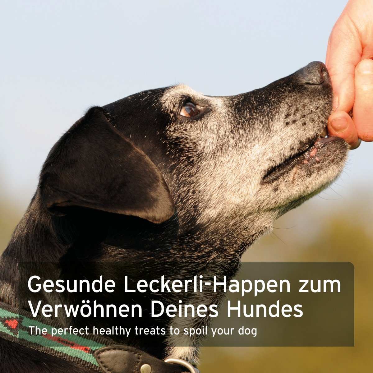 Hund genießt gesunde Insekten-Snacks von AniForte®, ideal als Belohnung.