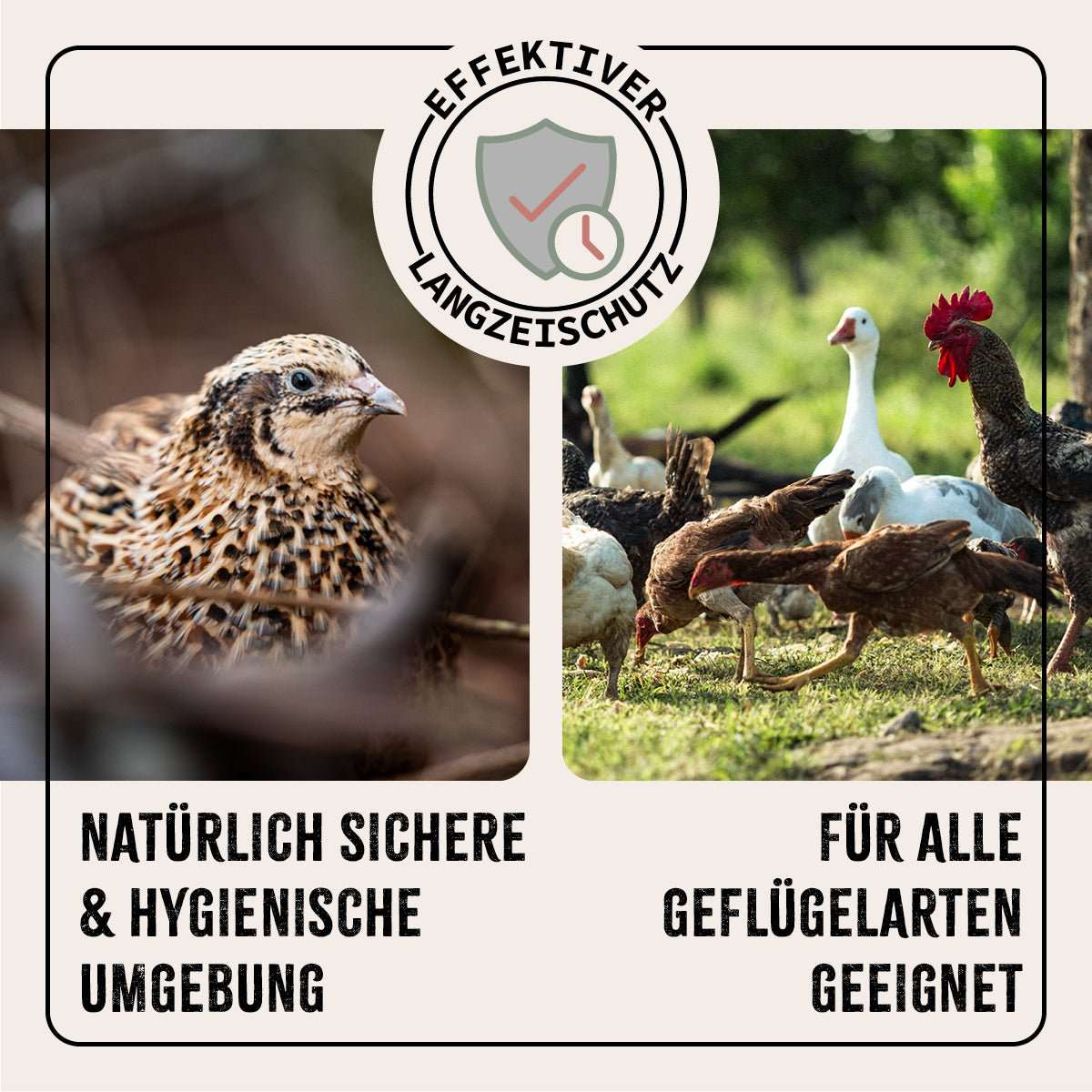 FarmLife Kieselgur Pulver für natürliche Stallhygiene und Pflege von Hühnern und Geflügel.