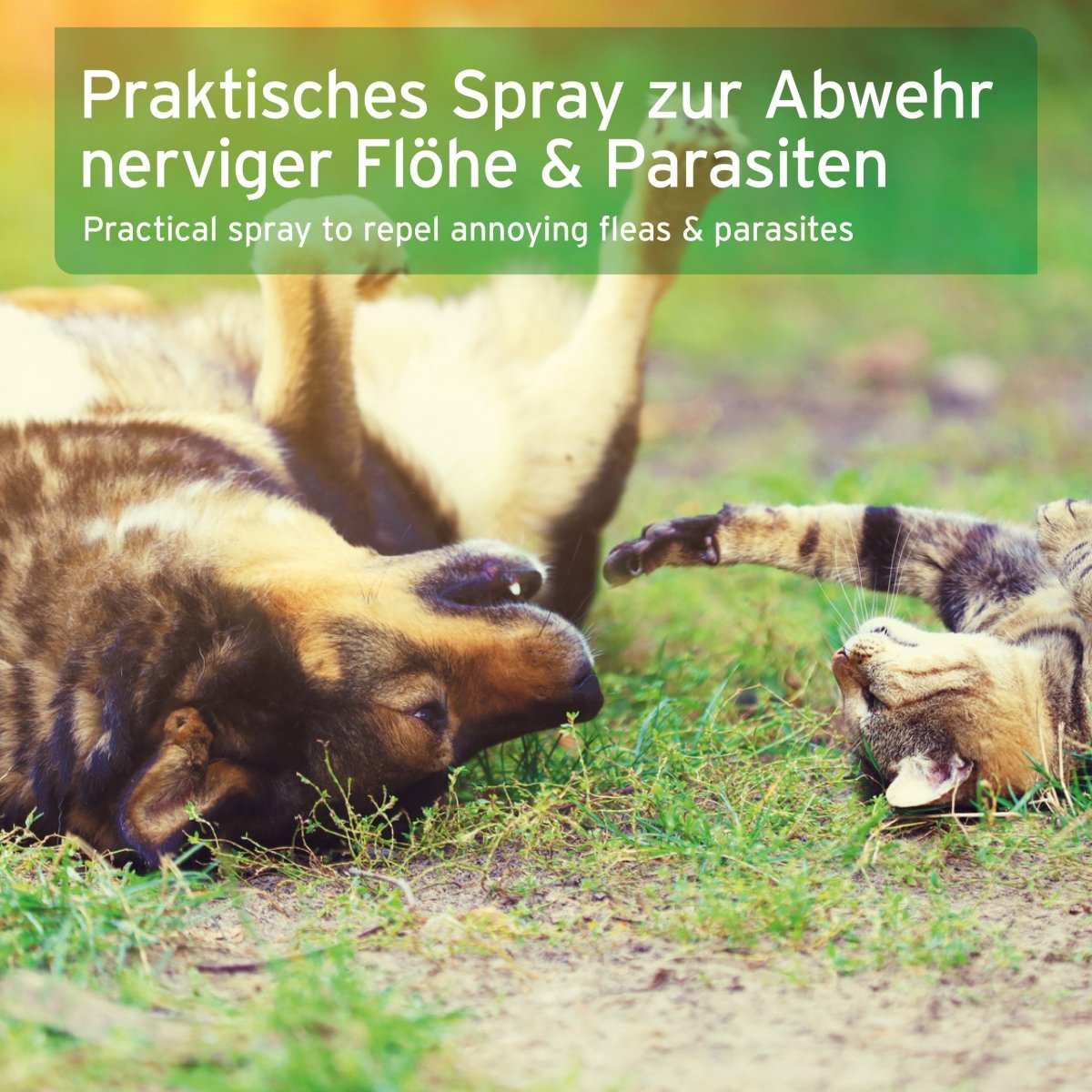 Bild von Hund auf Katze die auf Rücken liegen.
