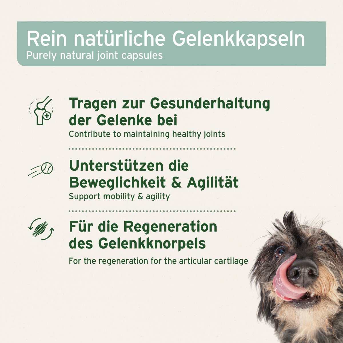 Grünlippmuschel Kapseln für Hunde zur Unterstützung von Gelenken, Mobilität und Knorpelregeneration.
