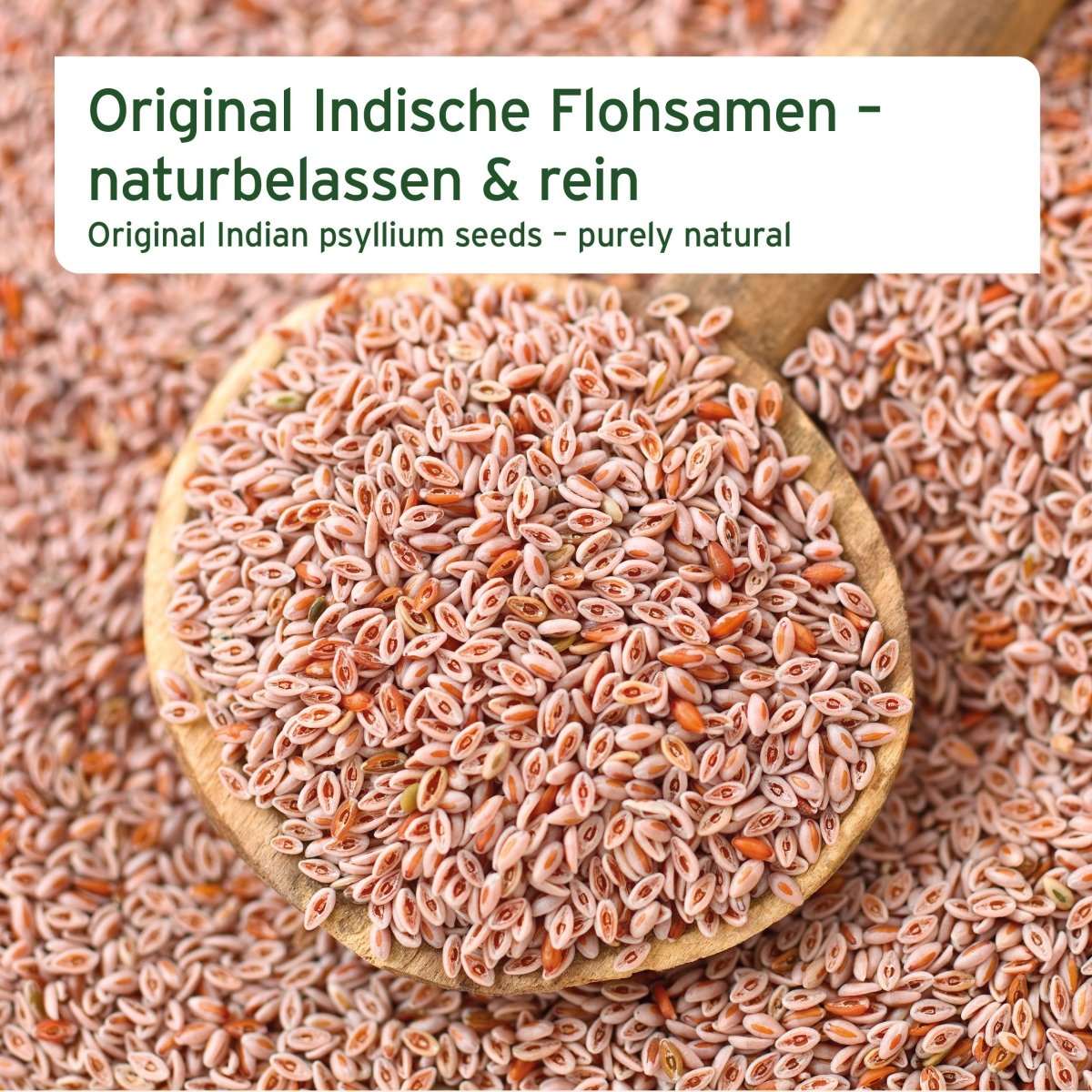 Indische Flohsamen auf einem Holzlöffel, unterstützt Verdauung und gesunde Darmflora bei Pferden.