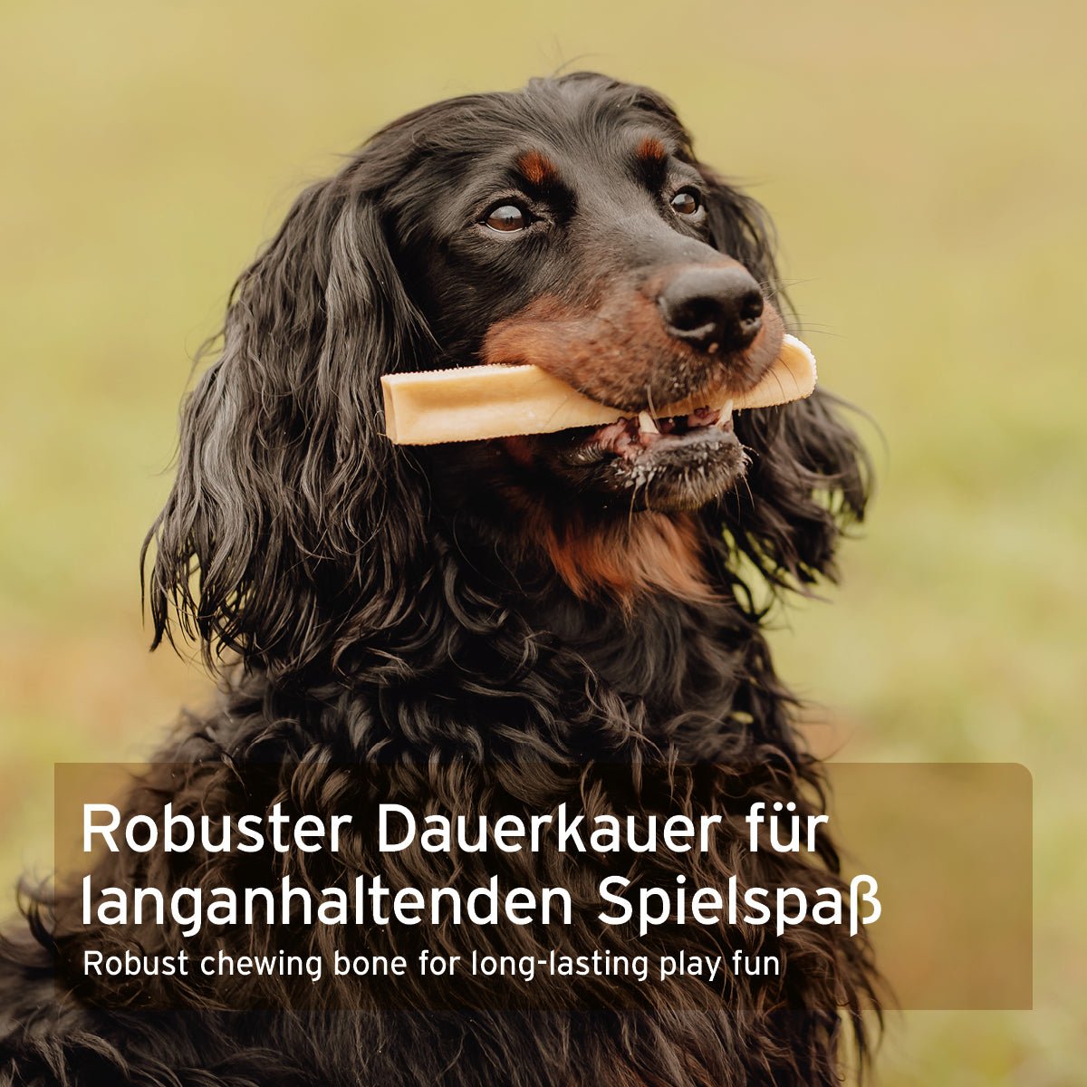 Hund mit AniForte® Käse Kauknochen aus getrocknetem Hartkäse für lange Kaubeschäftigung