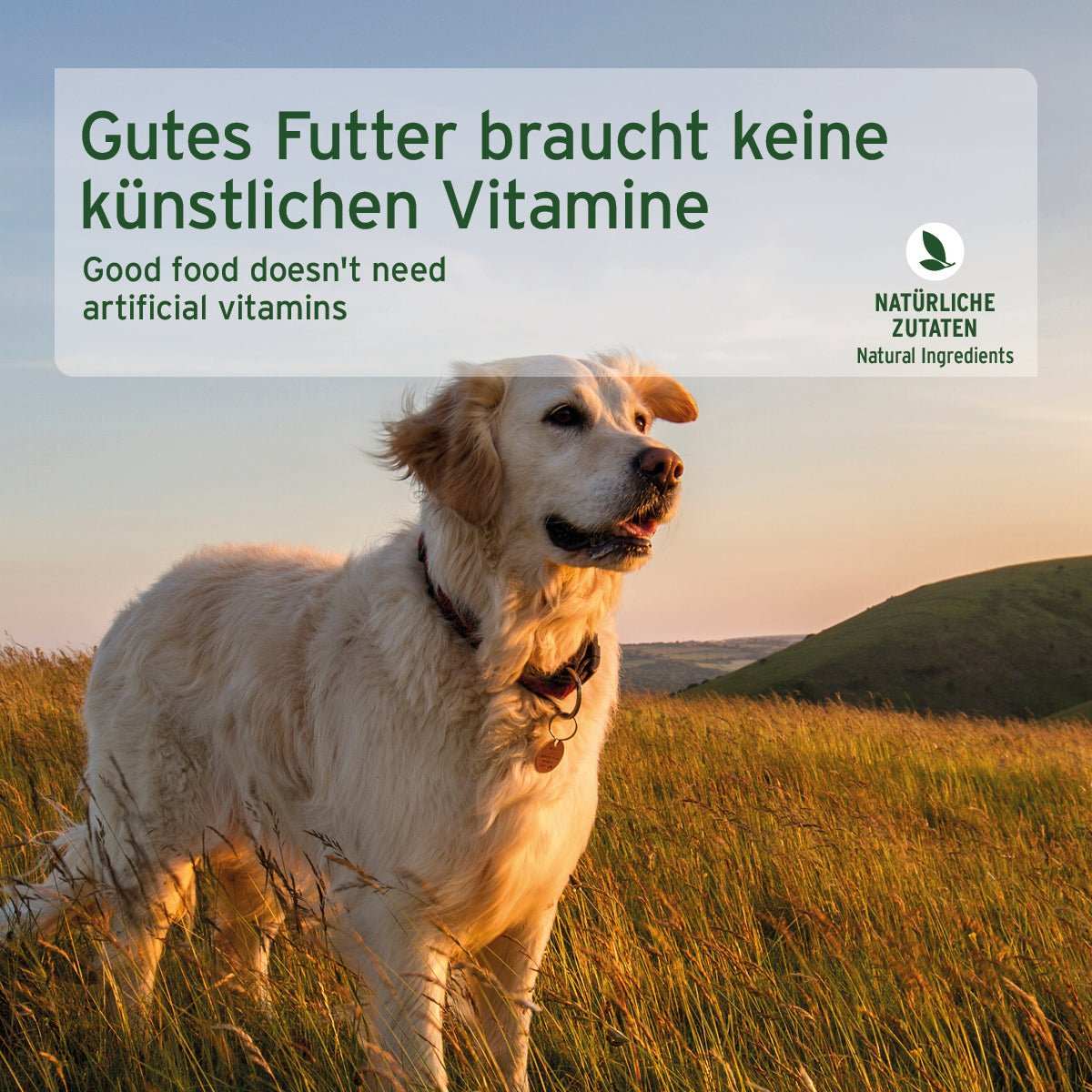 Hund steht im Freien, textet natürliches Hundefutter ohne künstliche Vitamine.