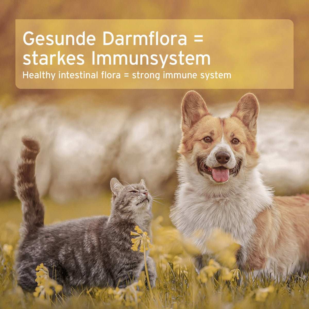 Hund und Katze im Freien, Text "Gesunde Darmflora = starkes Immunsystem", beworbenes Naturmoor für Verdauungsunterstützung.