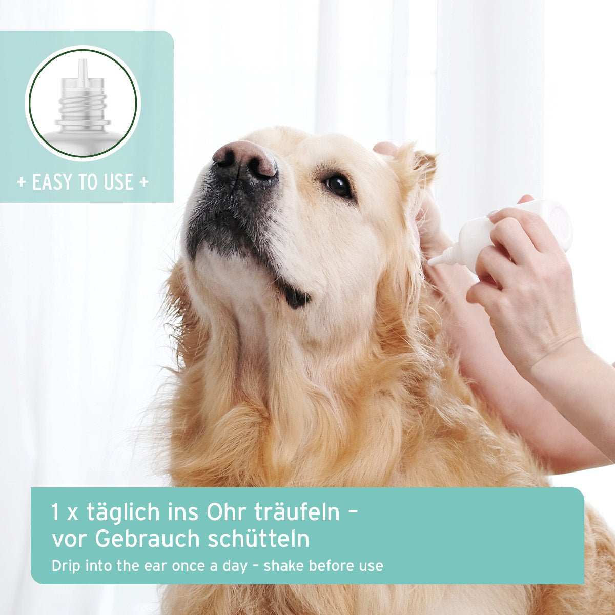 Hund werden die Ohren gereinigt. Ohrenreiniger für Hunde mit Kamille, einfache Anwendung, beruhigt und reinigt die äußeren Gehörgänge.