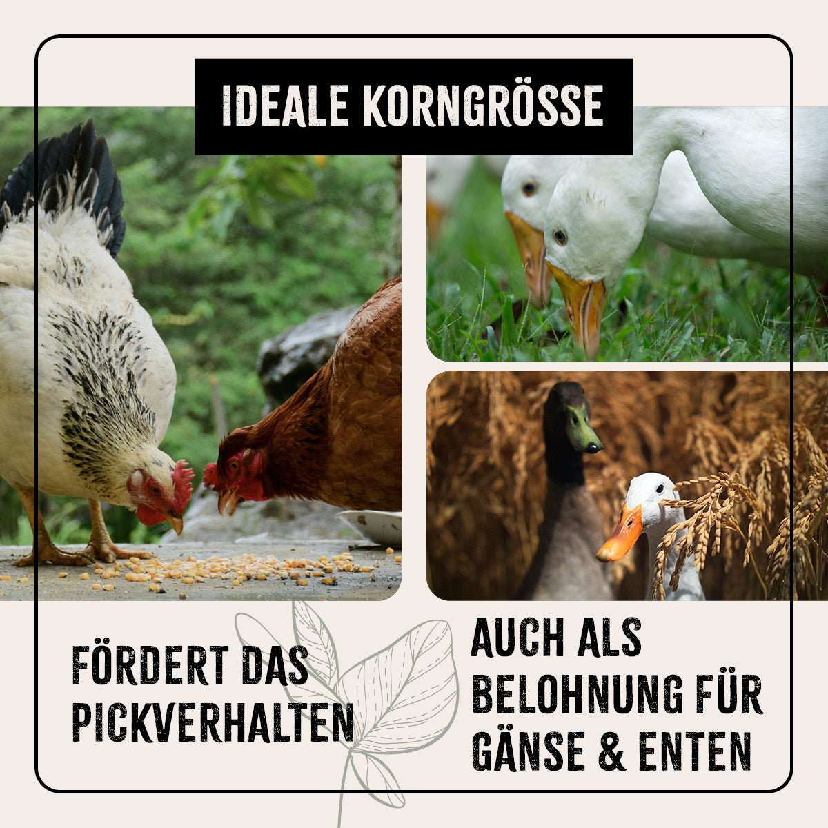 Futter pickende Hühner und Gänse.