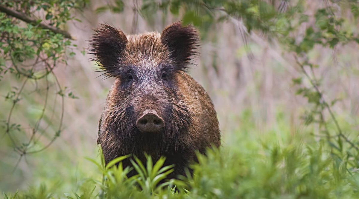 Aujeszkysche Krankheit beim Hund - Vorsicht im Wald - AniForte