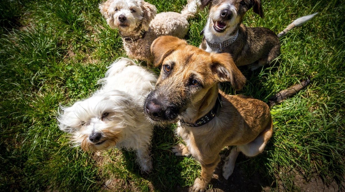 Lustige Hundenamen für Dackel, Bulldoggen und Co. - AniForte