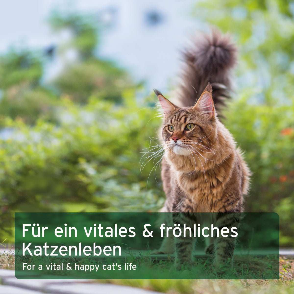 BARF Complete Cat Zusatz Pulver für Katzen vor grünem Hintergrund, ideal für artgerechte Rohfütterung.
