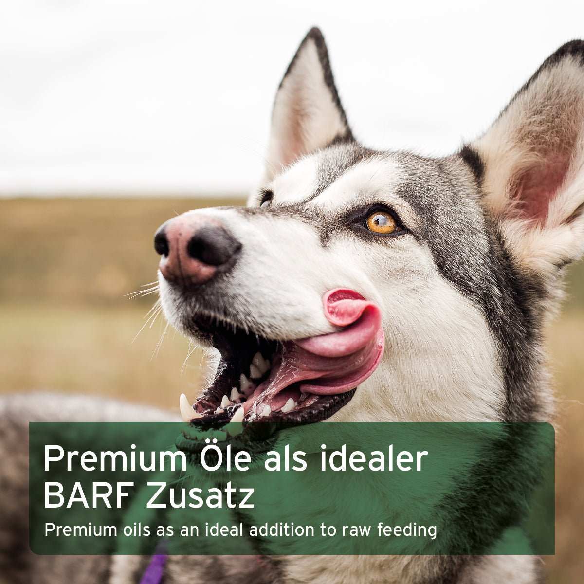Hund freut sich auf BARF-Line Premium Futteröl, ideales Ergänzungsfuttermittel mit essenziellen Fettsäuren für eine gesunde Ernährung.
