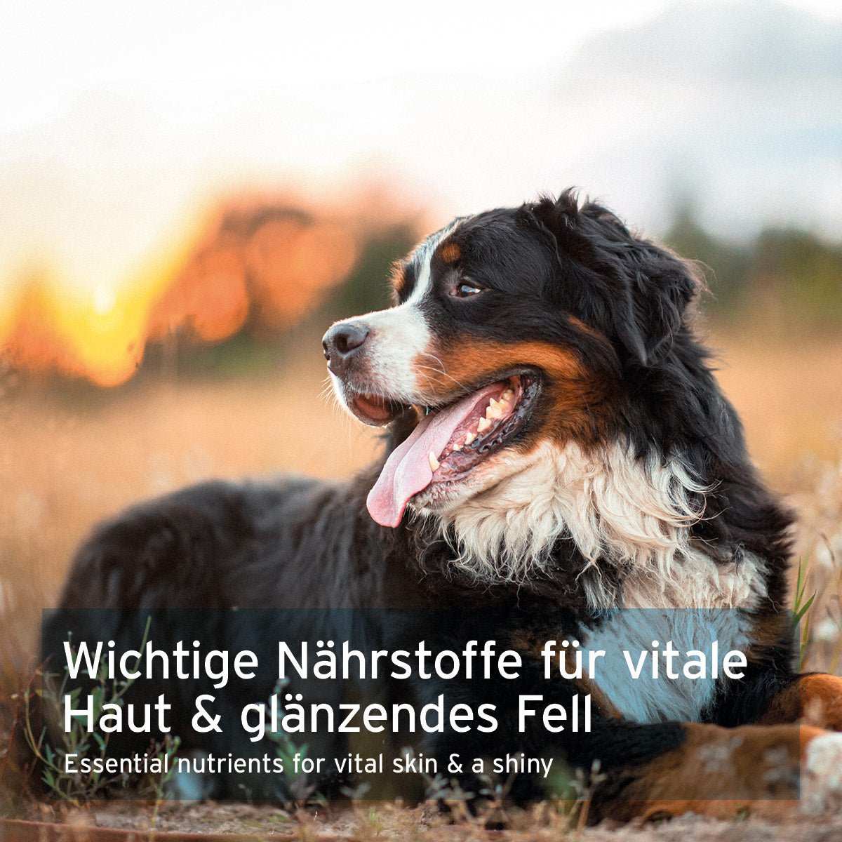 Berner Sennehund auf Wiese mit Werbetext zu Bierhefepulver. 