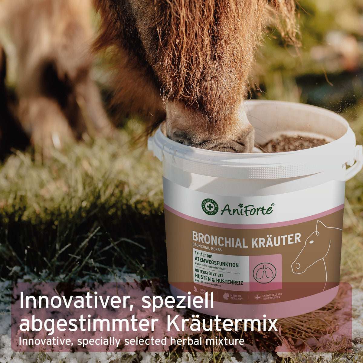 Pferd frisst aus Eimer Bronchial Kräuter. Daneben weitere Infos zu AniForte® Bronchial Kräuter für Pferde, spezielle Kräutermischung zur Unterstützung der Atemwege.
