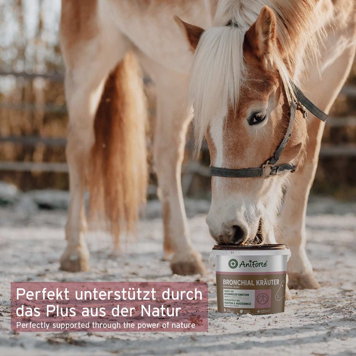 Pferd frisst AniForte Bronchial Kräuter, natürliche Unterstützung für Atemwege in Winter.