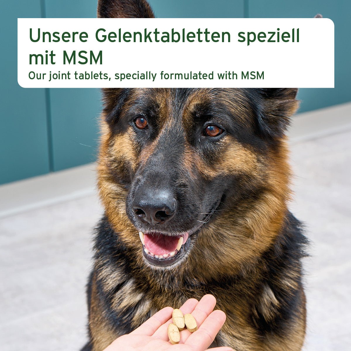 Gelenktabletten mit MSM - AniForte