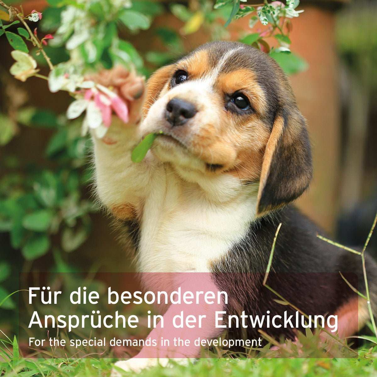 Welpe spielt mit Blume, Text "Für die besonderen Ansprüche in der Entwicklung".