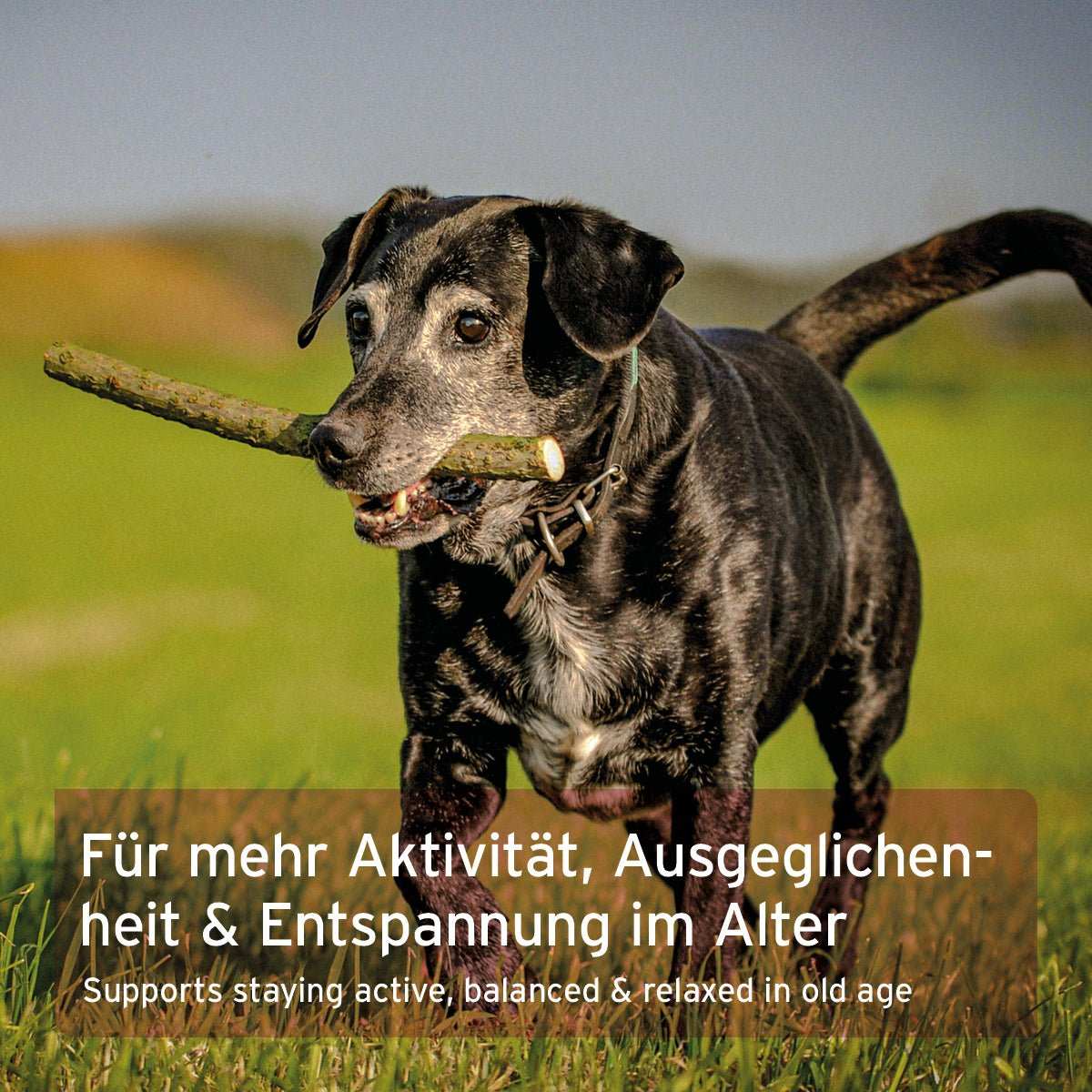 Älterer Hund im Freien mit Stock im Maul, unterstützt durch 'AniForte® Senior Active' für Vitalität und Agilität im Alter.