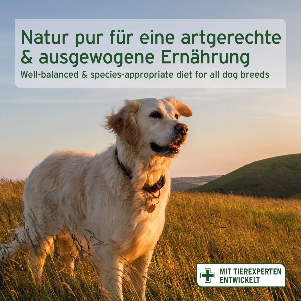 Trockenfutter Rind mit Kartoffeln für Hunde, natürlich und ausgewogen, gut verträglich und hochwertig